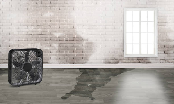 Best Flood restoration services  in Mountlake Terrace, WA